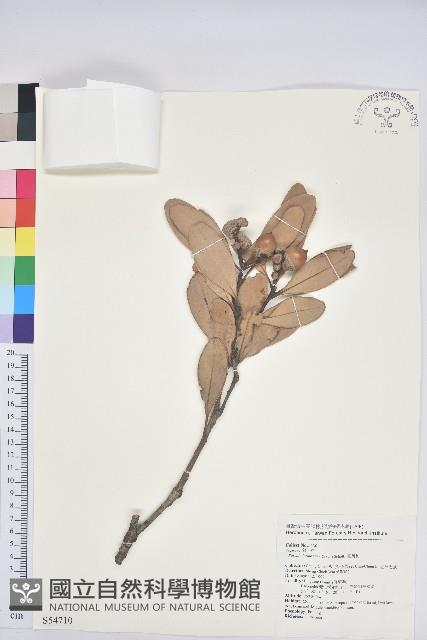 台灣石櫟藏品圖，第1張