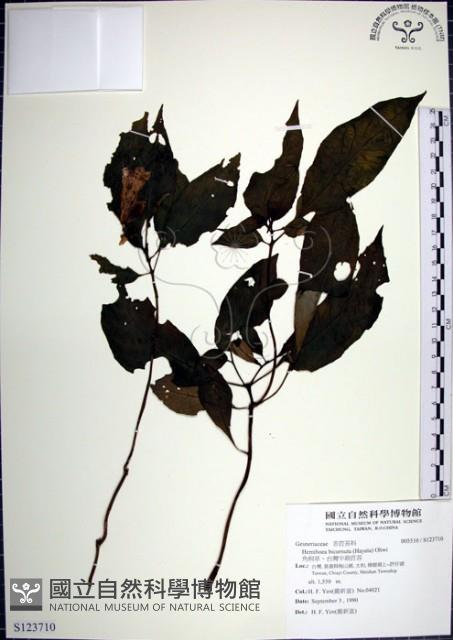 角桐草、台灣半蒴苣苔藏品圖，第1張