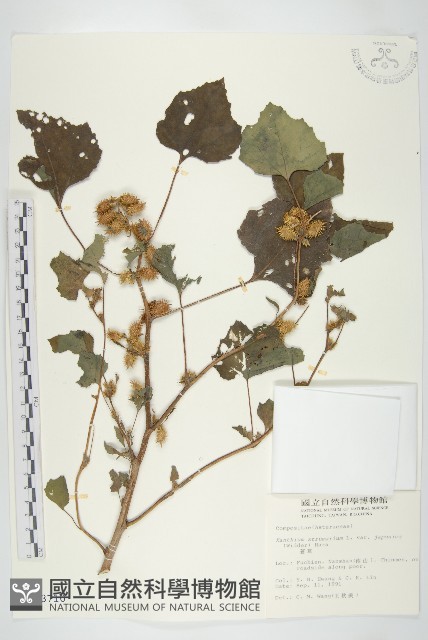 蒼耳藏品圖，第1張