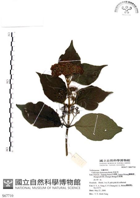 杜虹花，台灣紫珠藏品圖，第1張