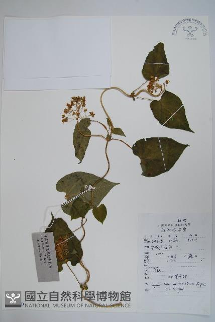 牛皮消藏品圖，第1張