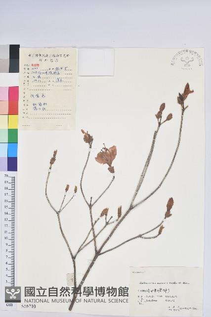 守城滿山紅、馬禮士杜鵑藏品圖，第1張