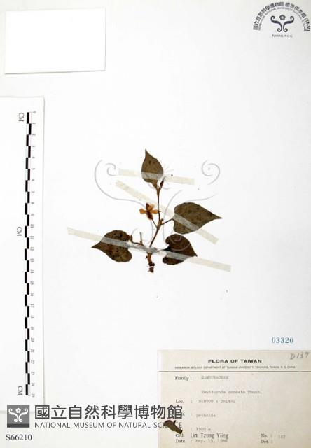 臭腥草、蕺菜藏品圖，第1張