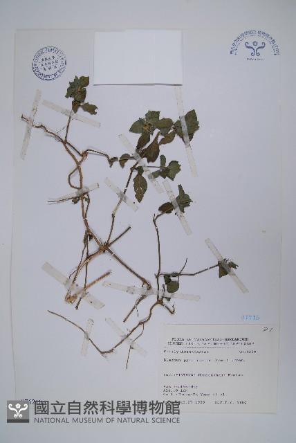 賽山藍藏品圖，第1張