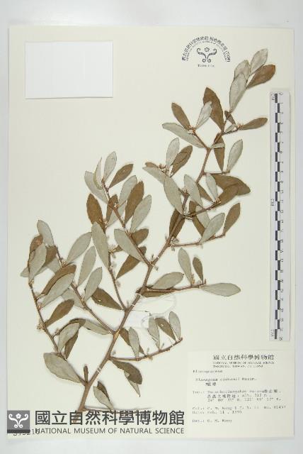 宜梧藏品圖，第1張