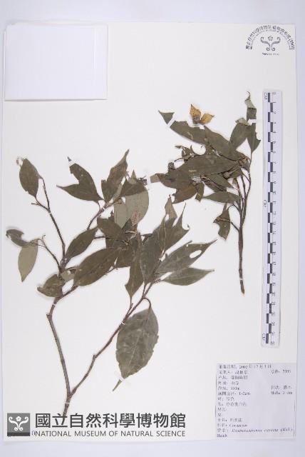 頭狀四照花藏品圖，第1張