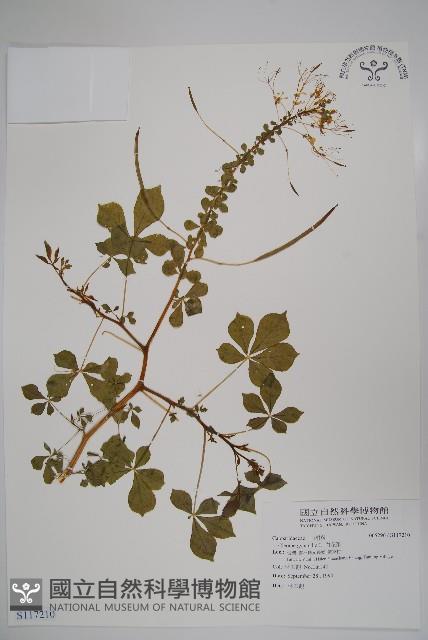 白花菜藏品圖，第1張