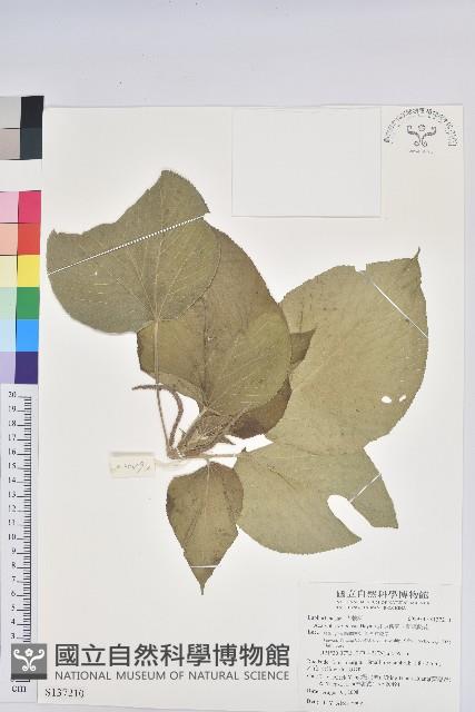 紅頭鐵莧、蘭嶼鐵莧藏品圖，第1張