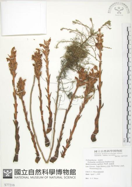 列當藏品圖，第1張