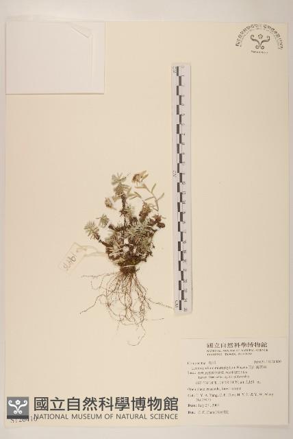 Accession Number:S126410 Collection Image, Figure 1, Total 2 Figures