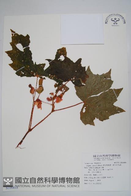 裂葉秋海棠、巒大秋海棠藏品圖，第1張