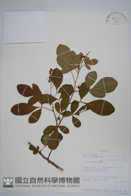 登錄號:S096410藏品圖，第1張