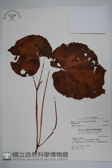 溪頭秋海棠藏品圖，第1張