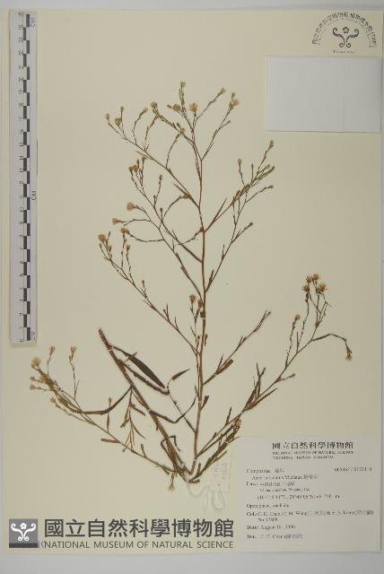 掃帚菊藏品圖，第1張