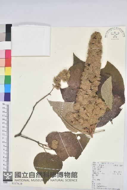 白背葉藏品圖，第1張