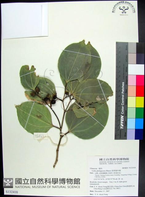 菲律賓朴樹藏品圖，第1張