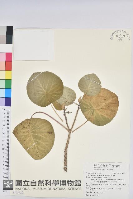 圓葉血桐藏品圖，第1張