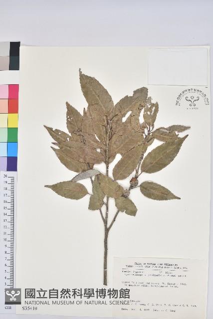 細葉青剛、黑稠、黑櫟、小葉青剛藏品圖，第1張