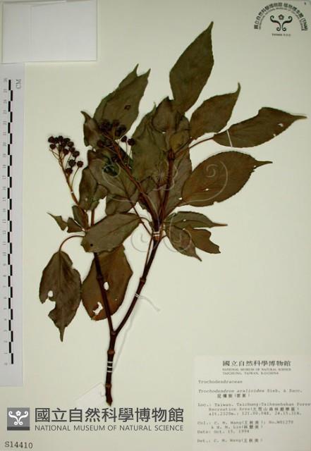 昆欄樹藏品圖，第1張