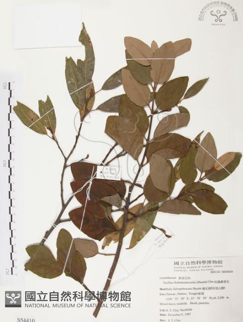 杜鵑桑寄生藏品圖，第1張