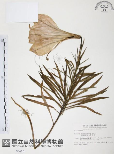 臺灣百合藏品圖，第1張