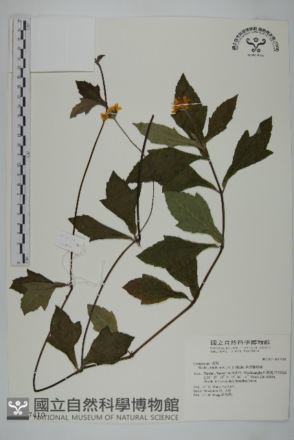 南美蟛蜞菊、三裂葉蟛蜞菊藏品圖，第1張