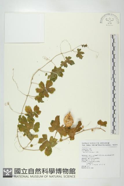 苦瓜藏品圖，第1張