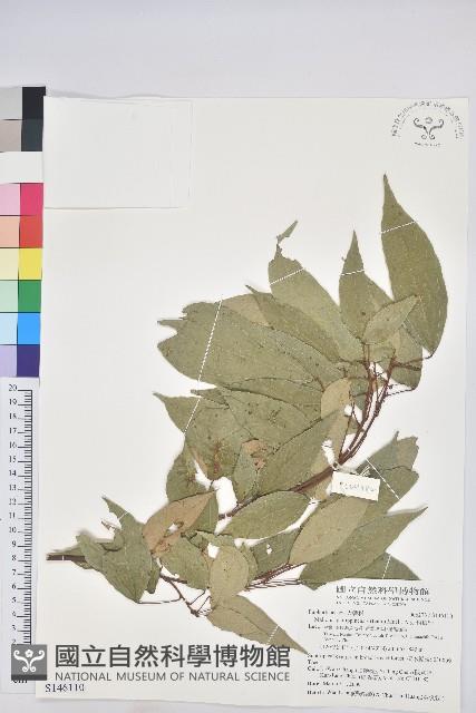 粗糠柴藏品圖，第1張