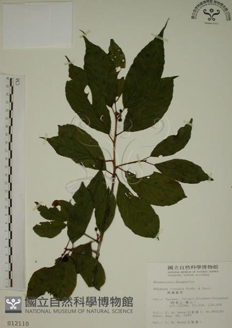 鈍齒鼠李藏品圖，第1張