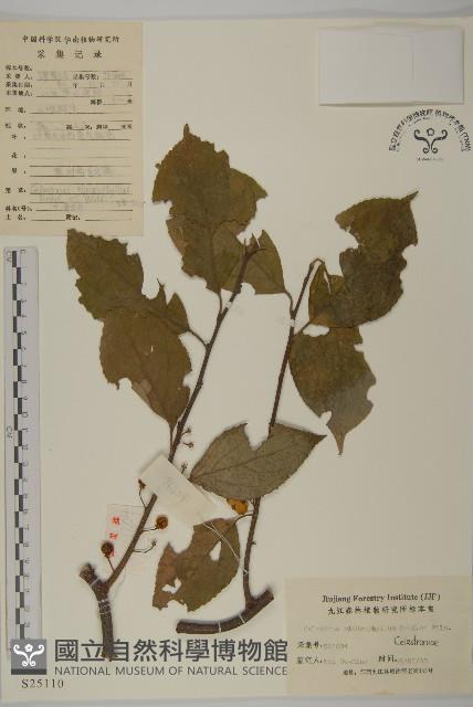 灰葉南蛇藤藏品圖，第1張