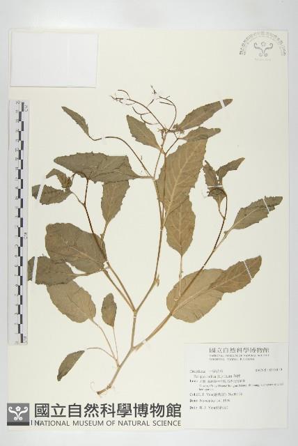 葶藶藏品圖，第1張