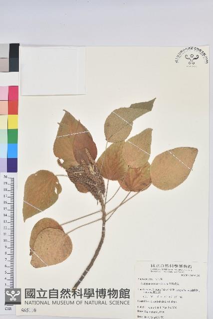 紅頭鐵莧、蘭嶼鐵莧藏品圖，第1張