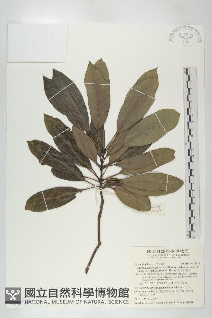 奧氏虎皮楠藏品圖，第1張