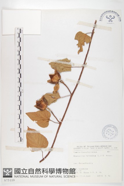 盒果藤藏品圖，第1張