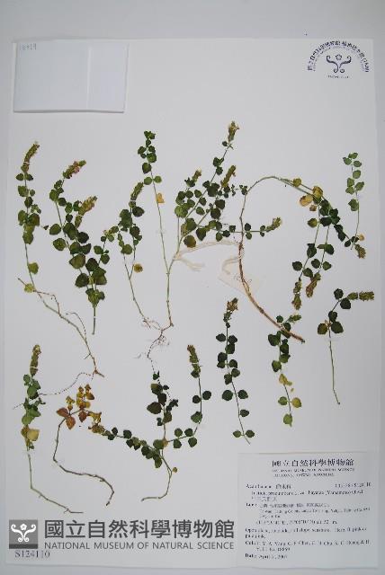 早田氏爵床藏品圖，第1張