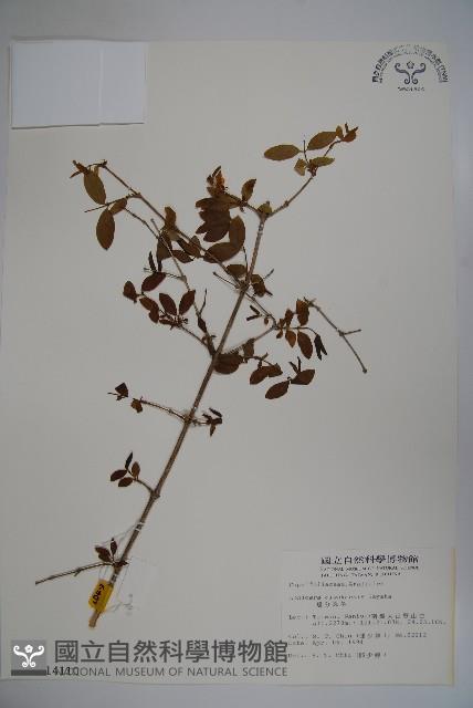 追分忍冬藏品圖，第1張