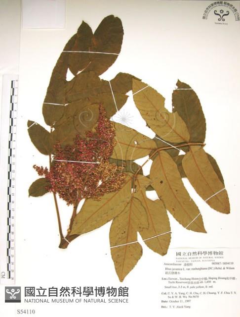 羅氏鹽膚木藏品圖，第1張