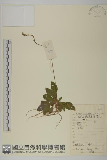 長穗兔兒風藏品圖，第1張