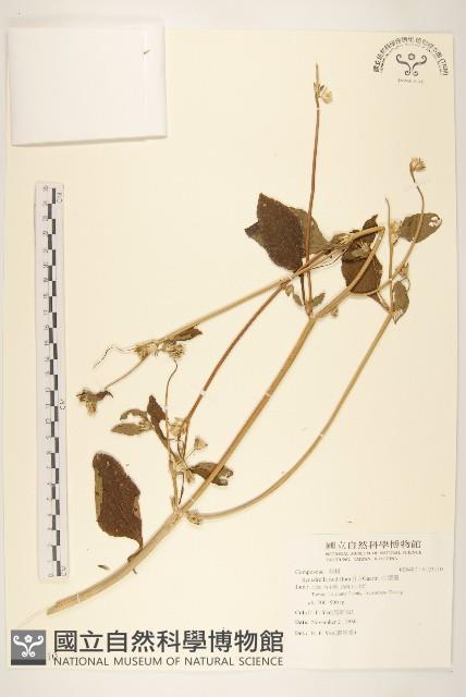 金腰箭藏品圖，第1張