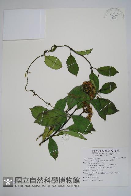 爬森藤藏品圖，第1張