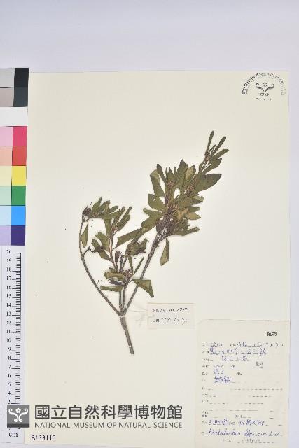 興安杜鵑，野杜鵑藏品圖，第1張