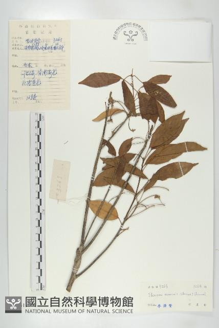 猴歡喜藏品圖，第1張