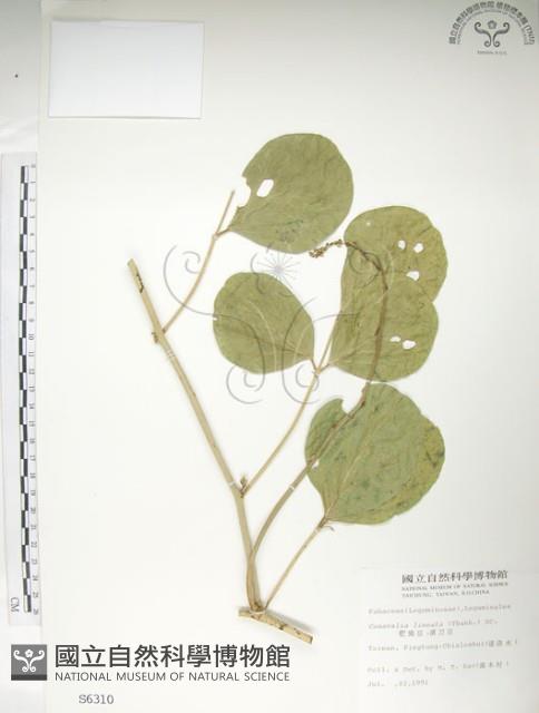 肥豬豆藏品圖，第1張