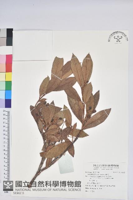 老鴉炮藏品圖，第1張