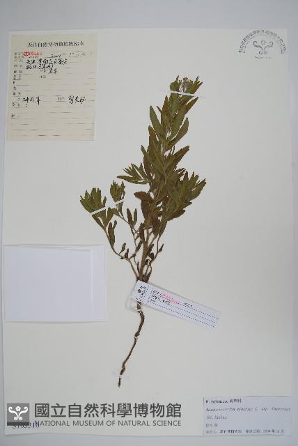 砂引草藏品圖，第1張