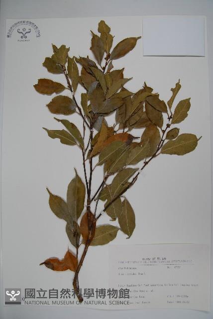 臺灣糊樗藏品圖，第1張