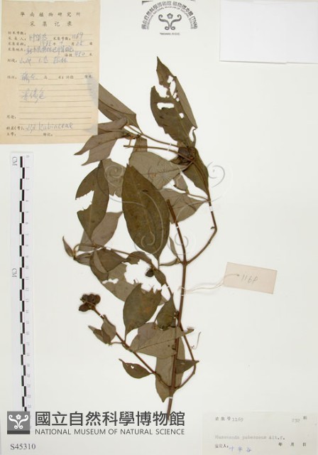 毛玉葉金花藏品圖，第1張