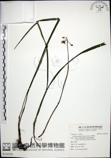 麥門冬藏品圖，第1張