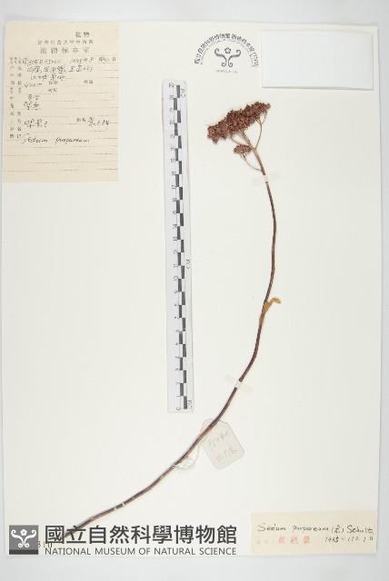 紫景天藏品圖，第1張