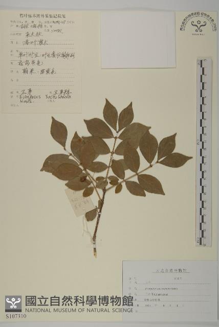 衛矛藏品圖，第1張